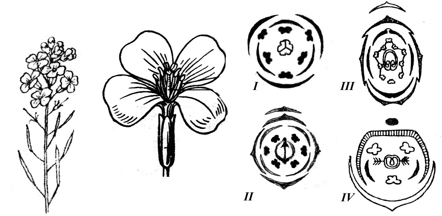Диаграмма и формула цветка яблони