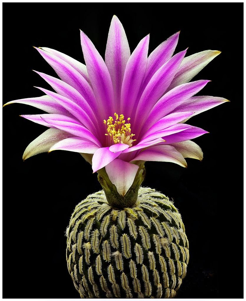 Turbinicarpus pseudopectinatus