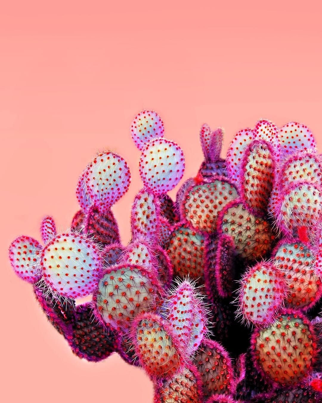 Stapelia hirsuta