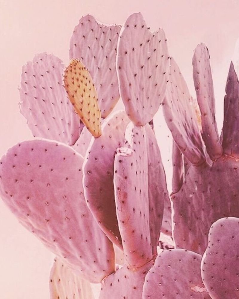 Echinocereus rigidissimus v. rubrispinus l 088
