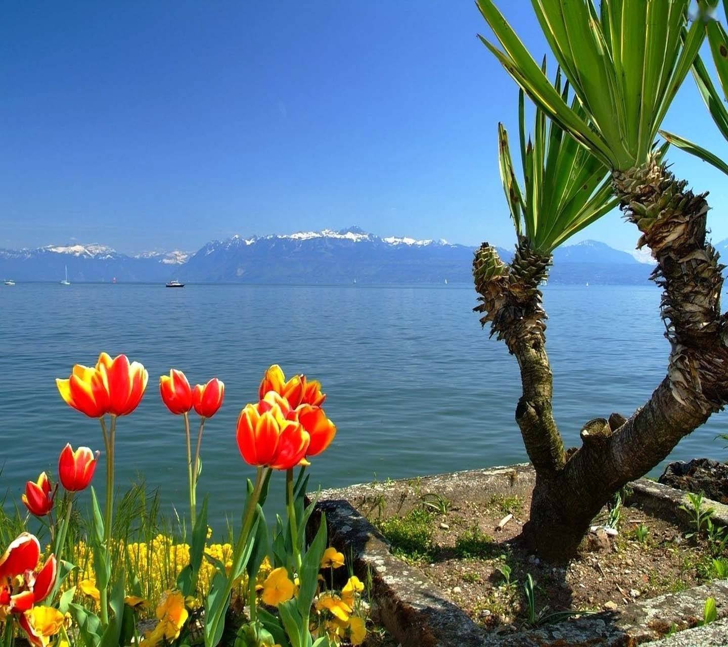 Дикие цветы турция. Турция Мармарис море цветы. Мармарис тюльпаны. Сочи горы море. Магнолия Олеандр пальмы море Абхазия.