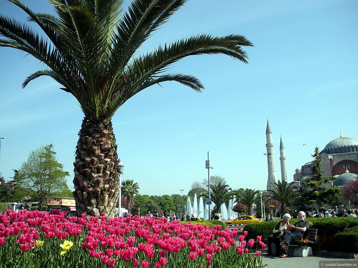 Дикие цветы турция. Султанахмет Стамбул тюльпаны. Тюльпановые сады в Турции.