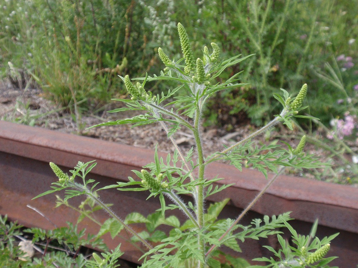 Золотарник канадский (Solidago canadensis)