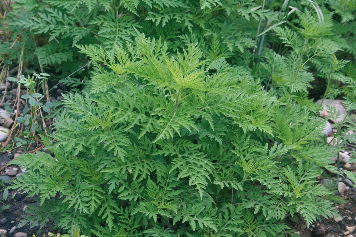 Ambrosia artemisiifolia