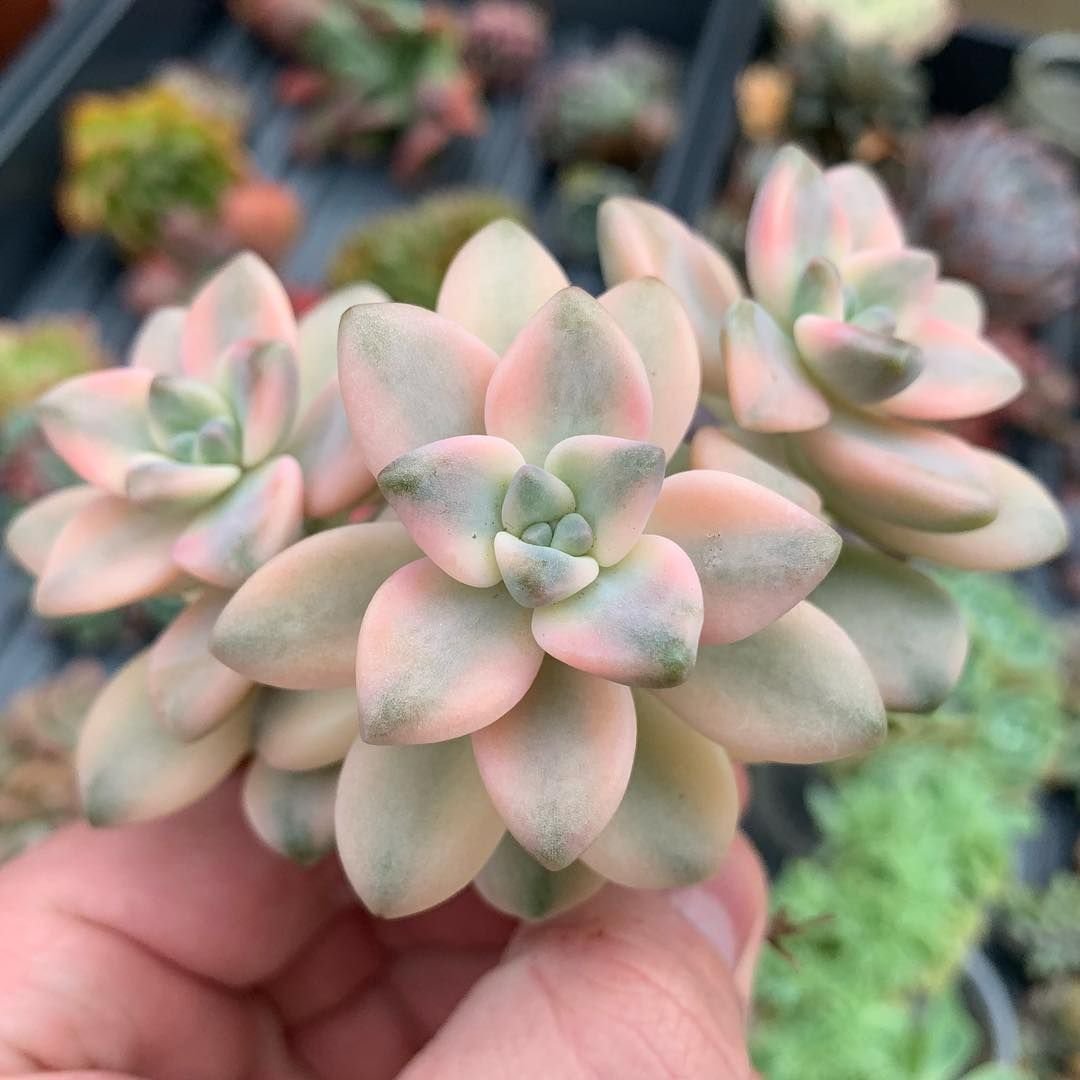 Graptoveria Titubans