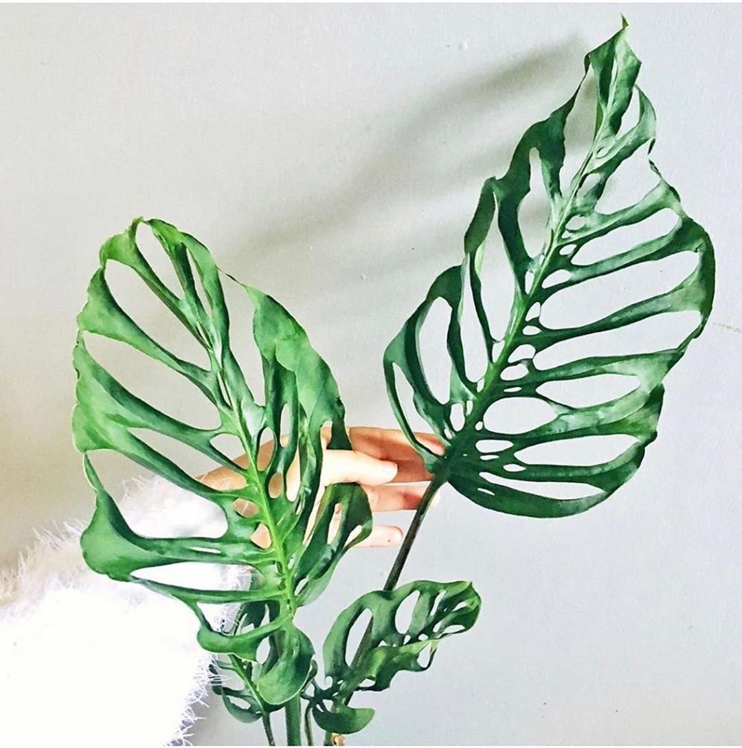 Монстера obliqua (Monstera)