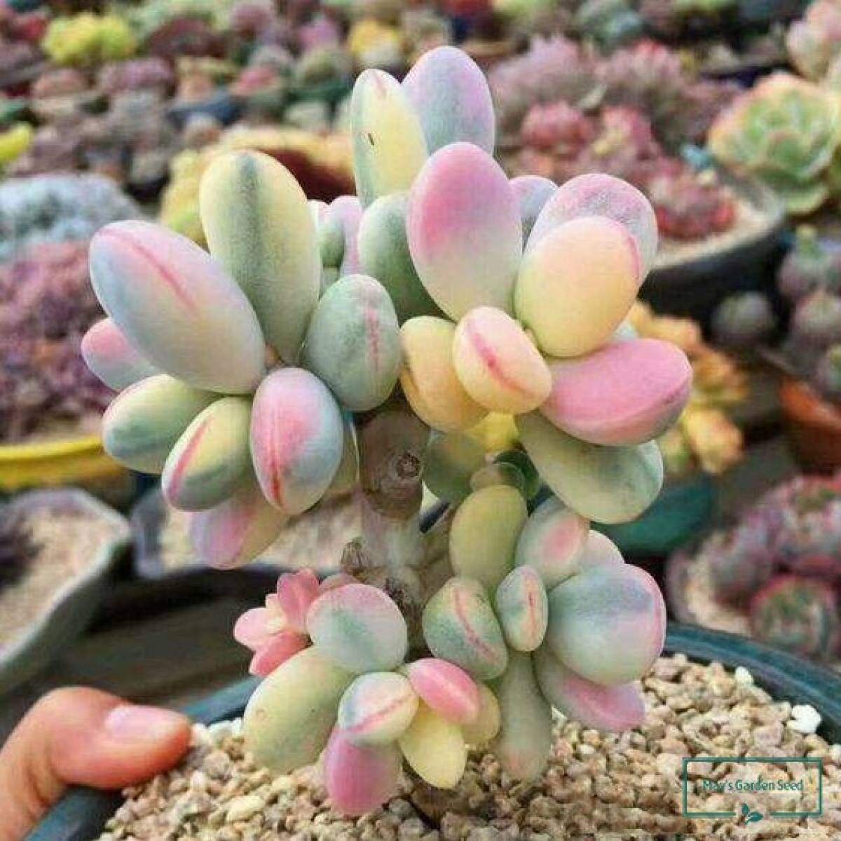 Котиледон orbiculata variegated