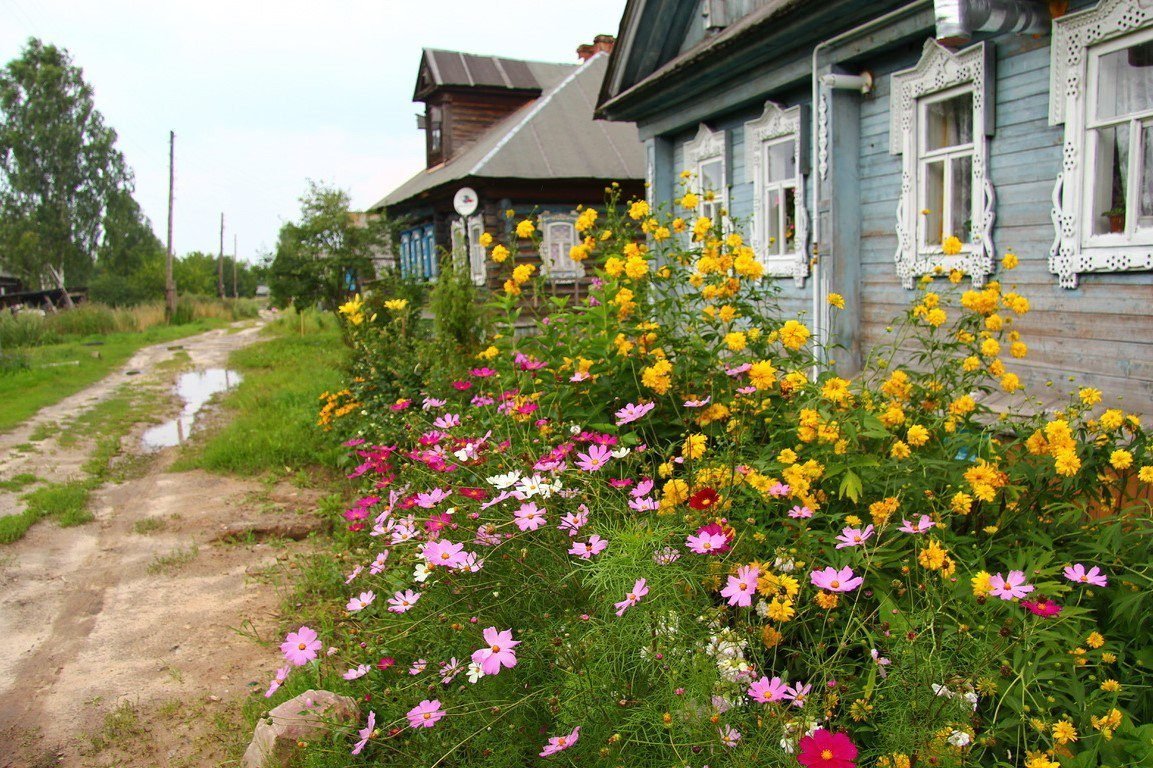 Цветы деревенские - 70 фото