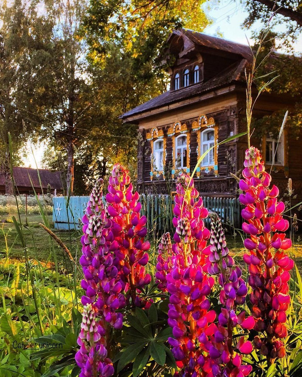 Люпины в саду
