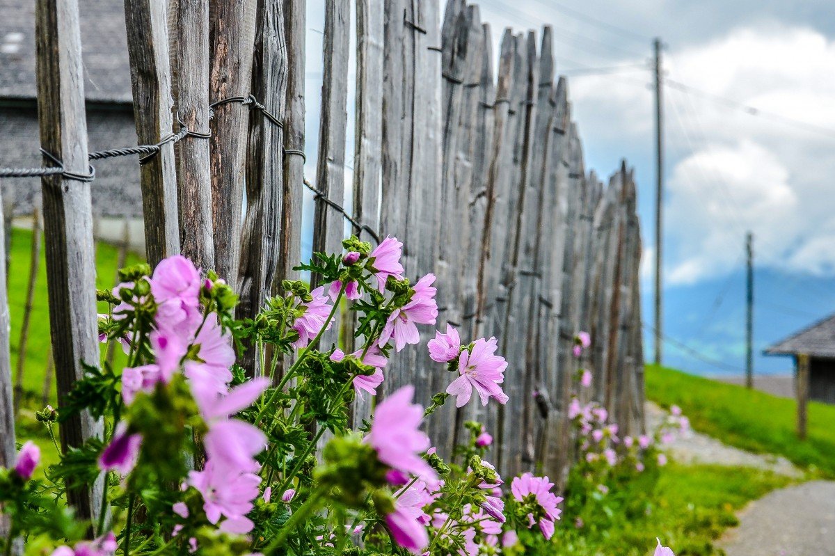 Деревенские цветы