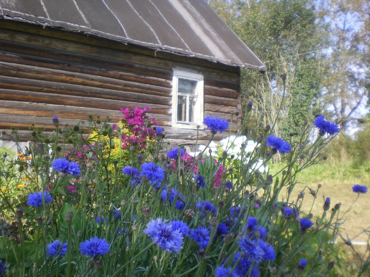 Деревенские цветы