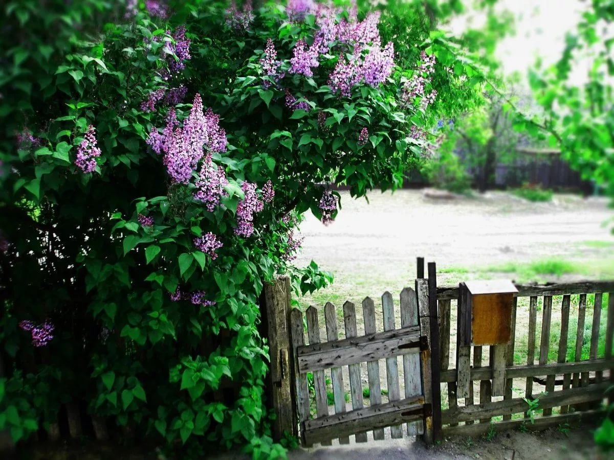 Цветы деревенские