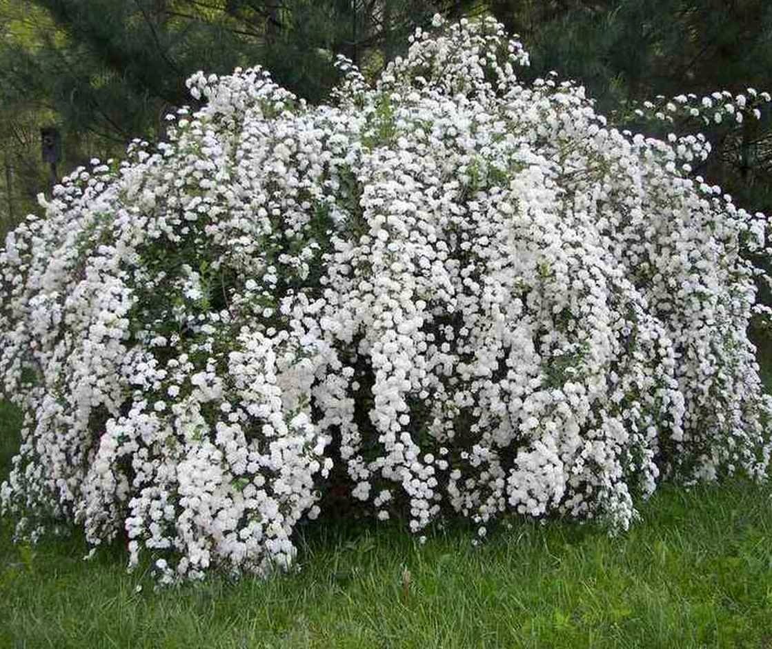 Спирея Вангутта белая фото