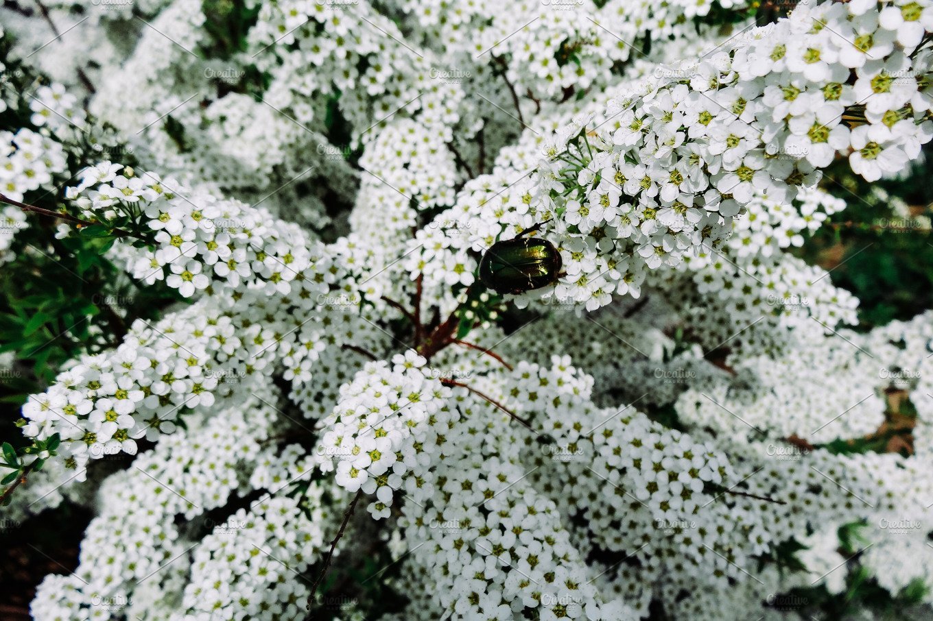 Кустарник цветет белыми цветами ранней весной фото с названиями