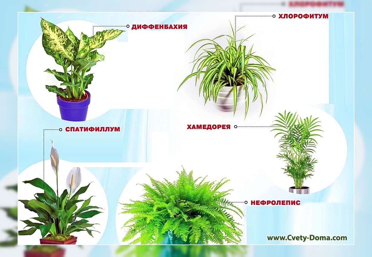 тенелюбивые домашние растения фото и названия