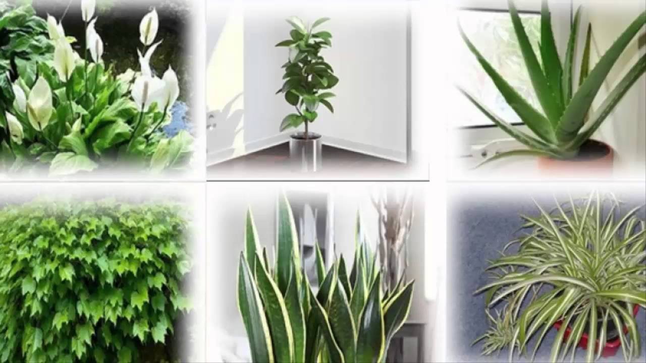 Комнатные растения много кислорода. Растения очистители воздуха. Комнатные растения очищающие воздух. Комнатные растения и кислород. Комнатные цветы выделяющие кислород.