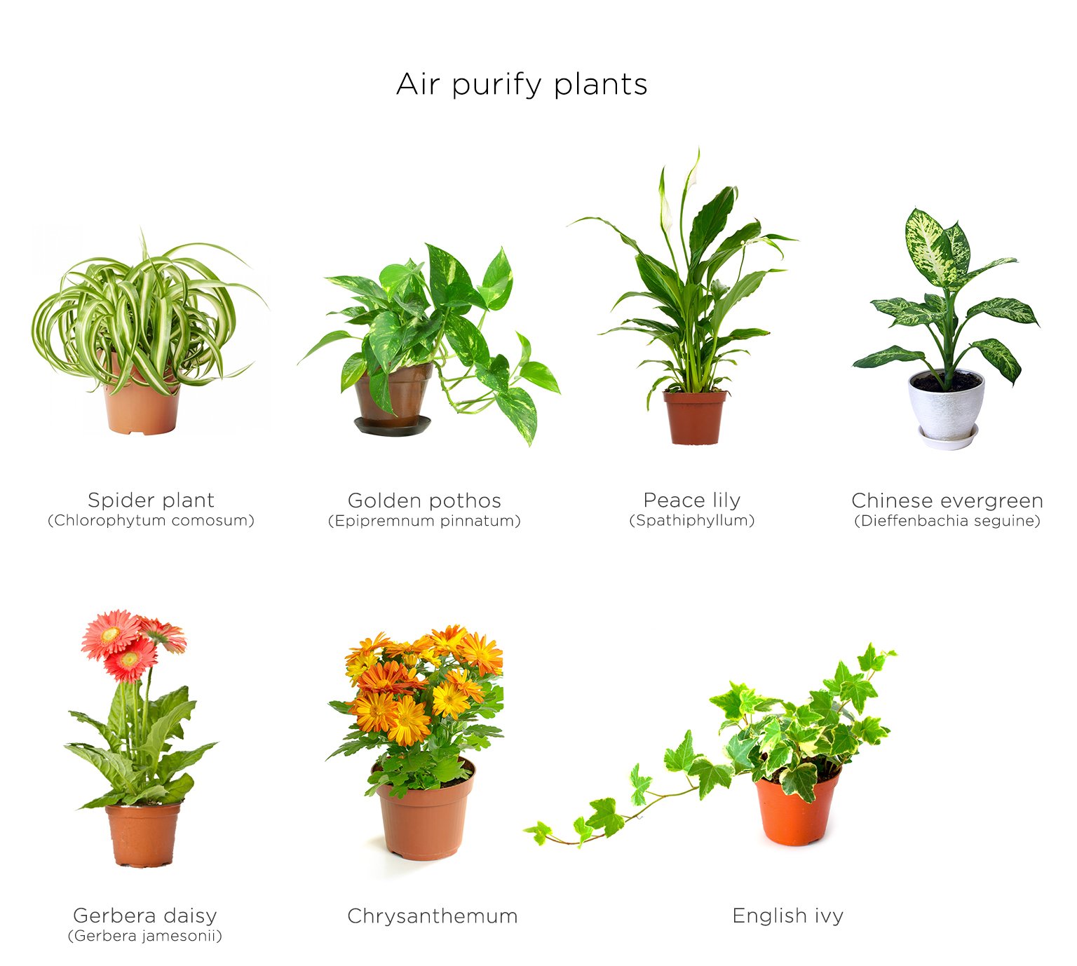 Комнатные растения много кислорода. Комнатные цветы это воздух. Комнатные цветы с названиями. Домашние растения для очистки воздуха. Комнатные цветы каталог.