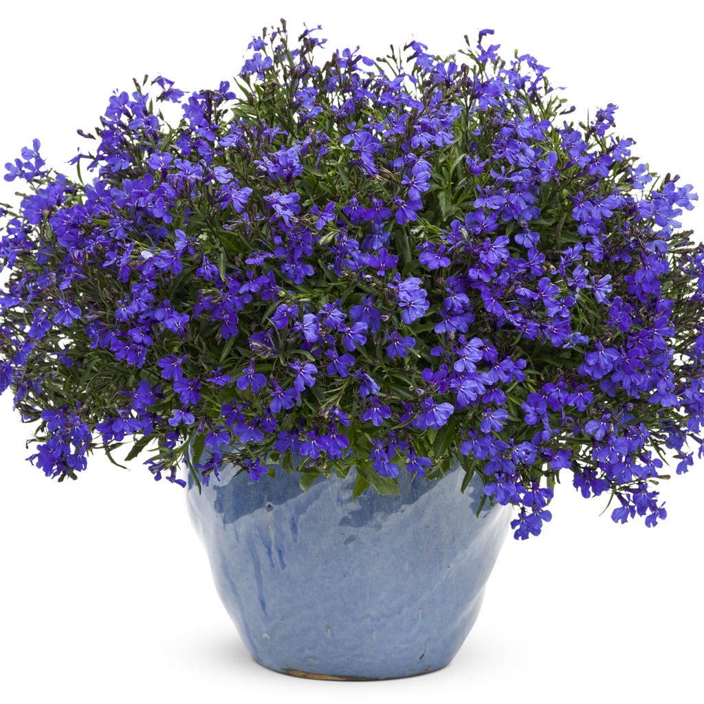 Lobelia erinus – лобелия эринус