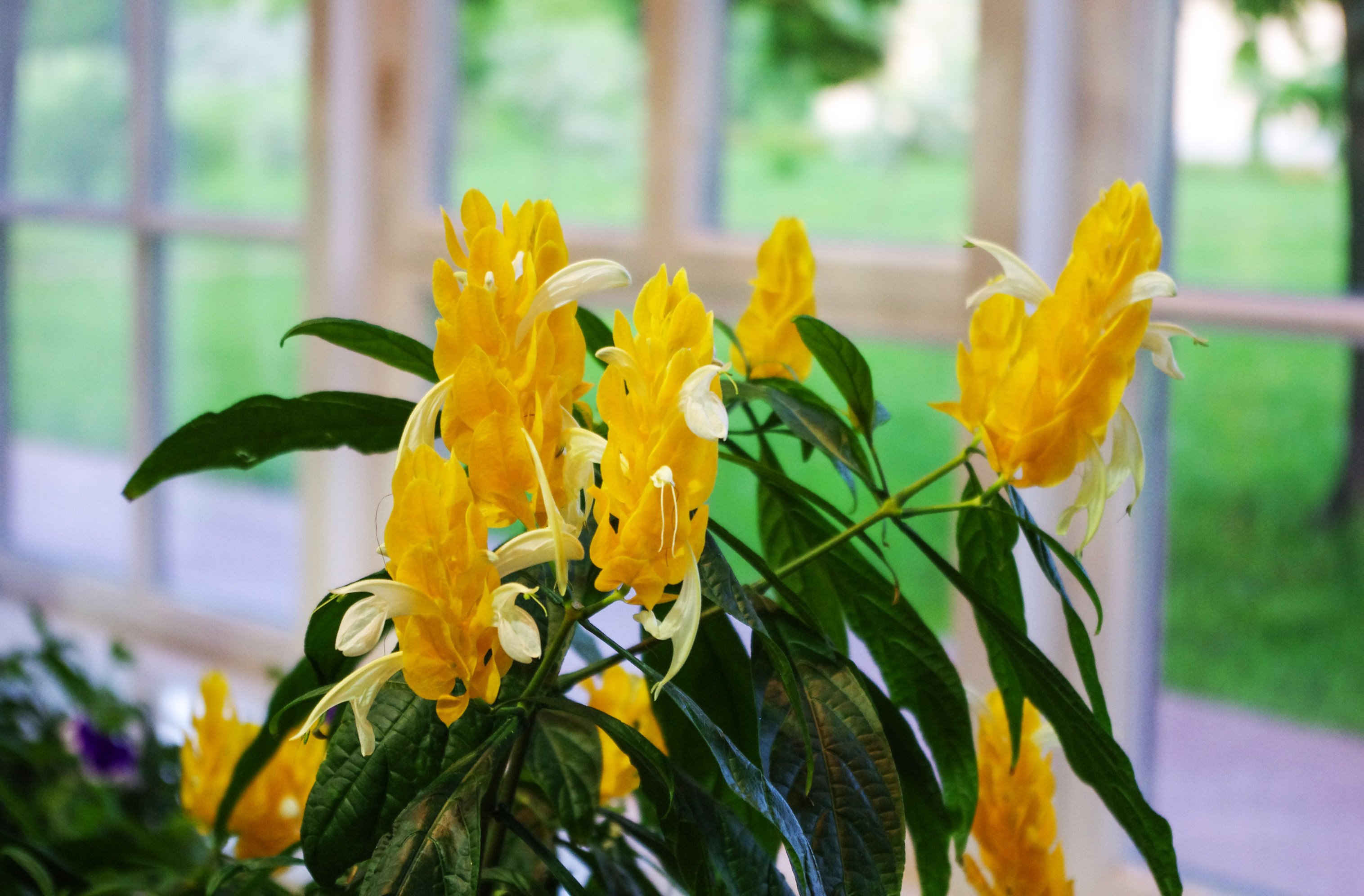 Комнатный цветок цветет желтым. Кроссандра Пахистахис. Пахистахис жёлтый. Цветок Пахистахис желтый. Пахистахис в горшке.
