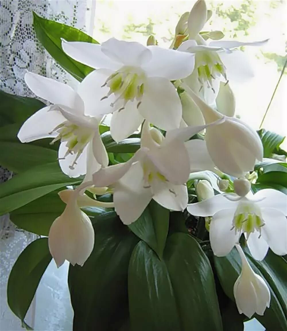 Eucharis Amazonica