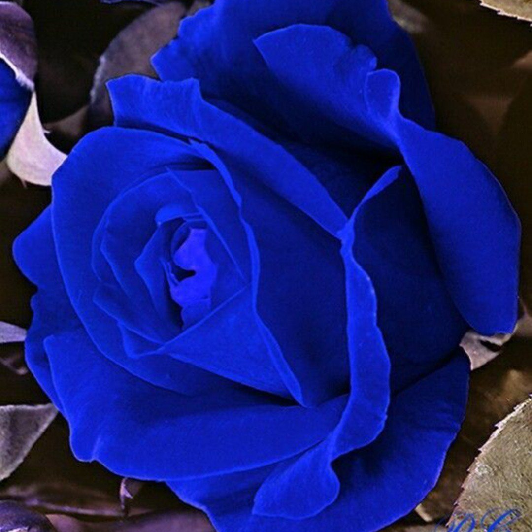 Голубой бутон розы