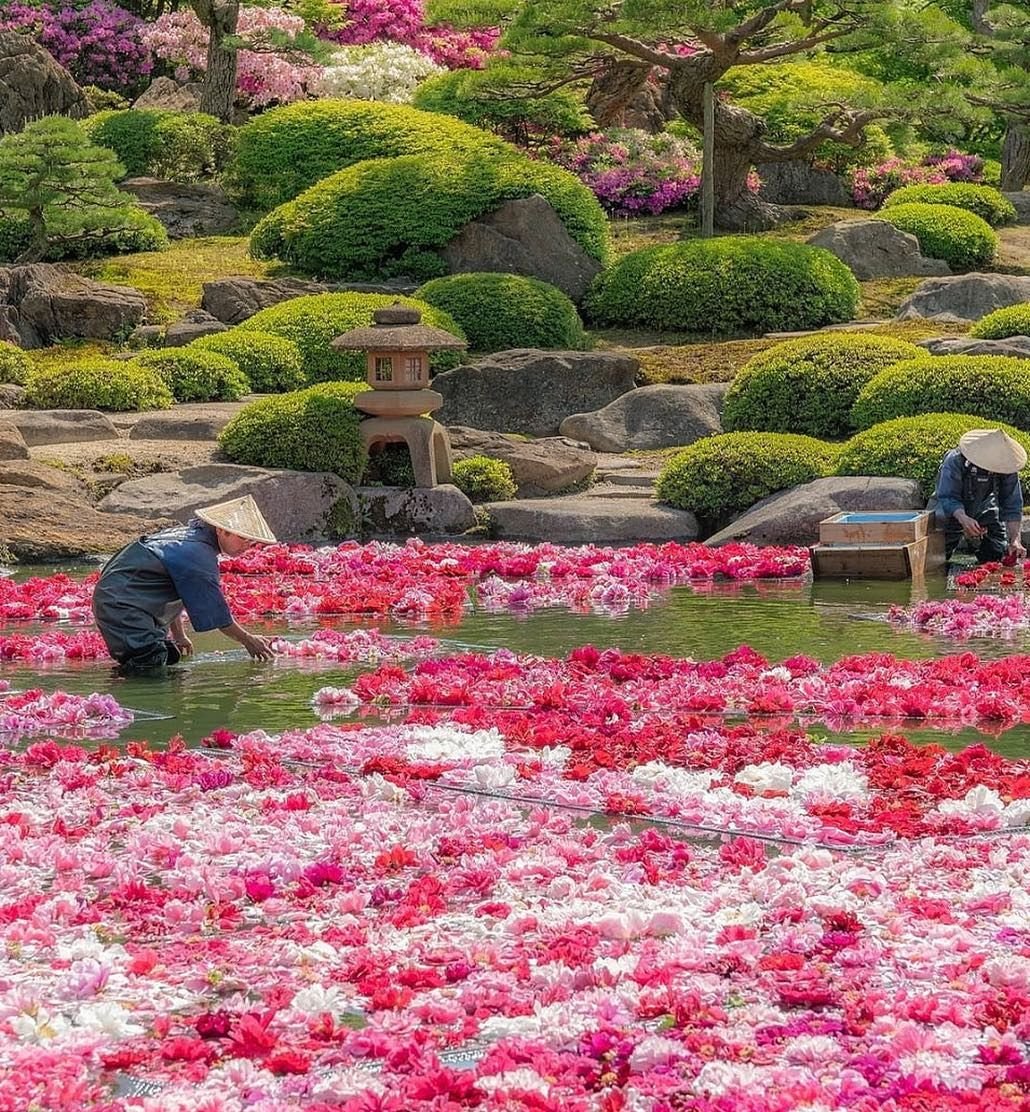 Япония очень. Yuushien Garden Мацуэ. Цветы в японском саду. Красивые сады Японии. Розы в японском саду.