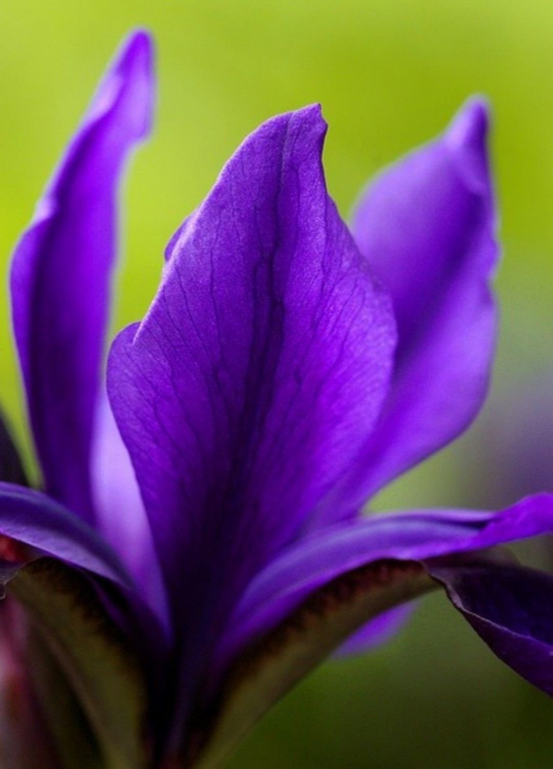 Длинные фиолетовые цветы