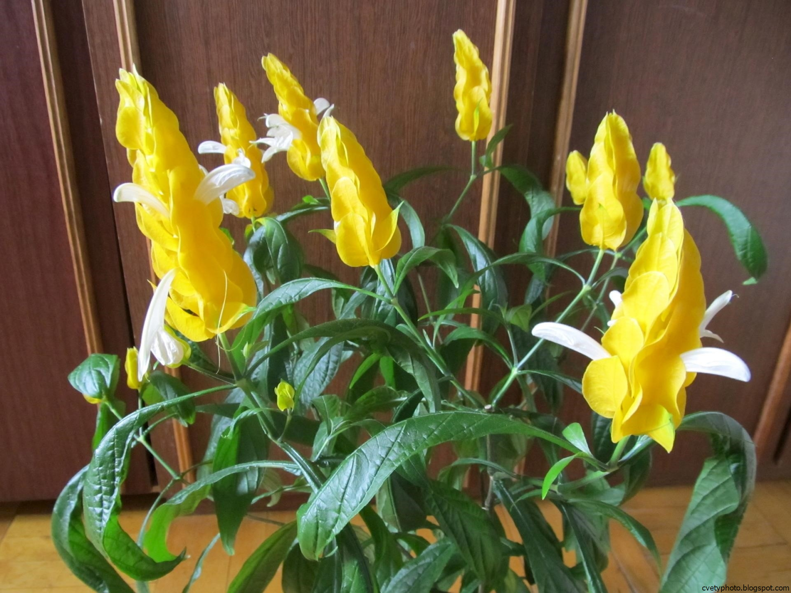 Комнатный цветок цветет желтым