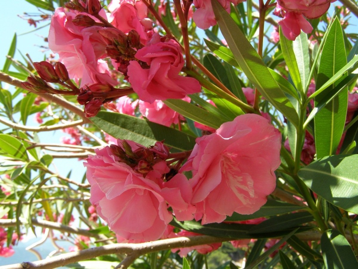 Дерево цветет розовым цветом название. Рододендрон Олеандр. Олеандр в Абхазии. Олеандр Cardinal Red.