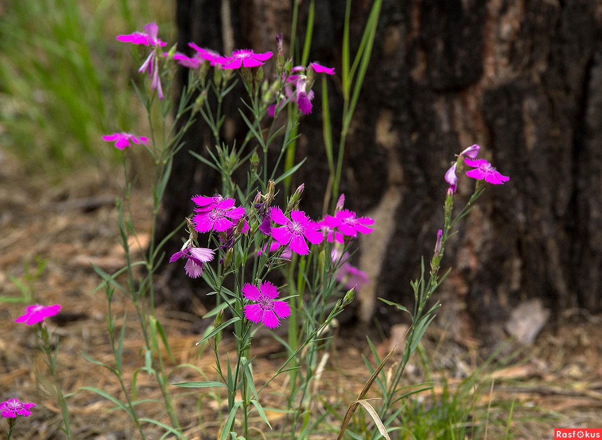 Гвоздика Полевая ( Dianthus Campestris)
