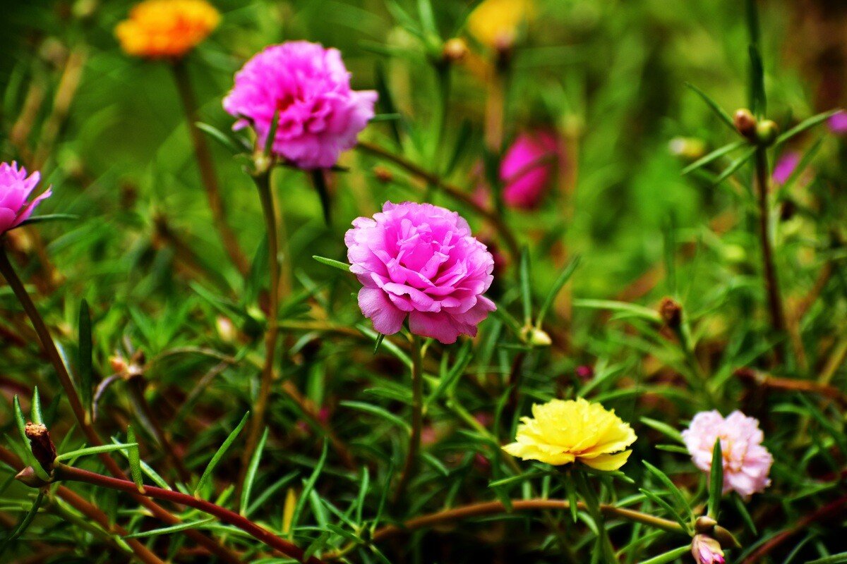 Гвоздика Уральская Dianthus Uraliis