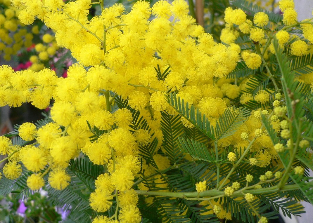 Acacia dealbata Акация серебристая Мимоза