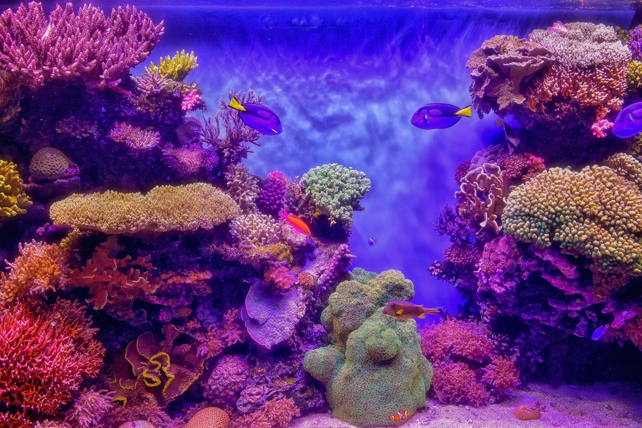 Coral video. Коралловый риф Акропора. Морские кораллы. Морское дно с кораллами. Подводный мир океана.