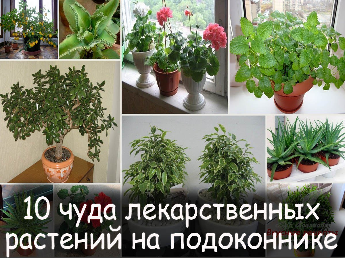 Комнатные цветы в интерер