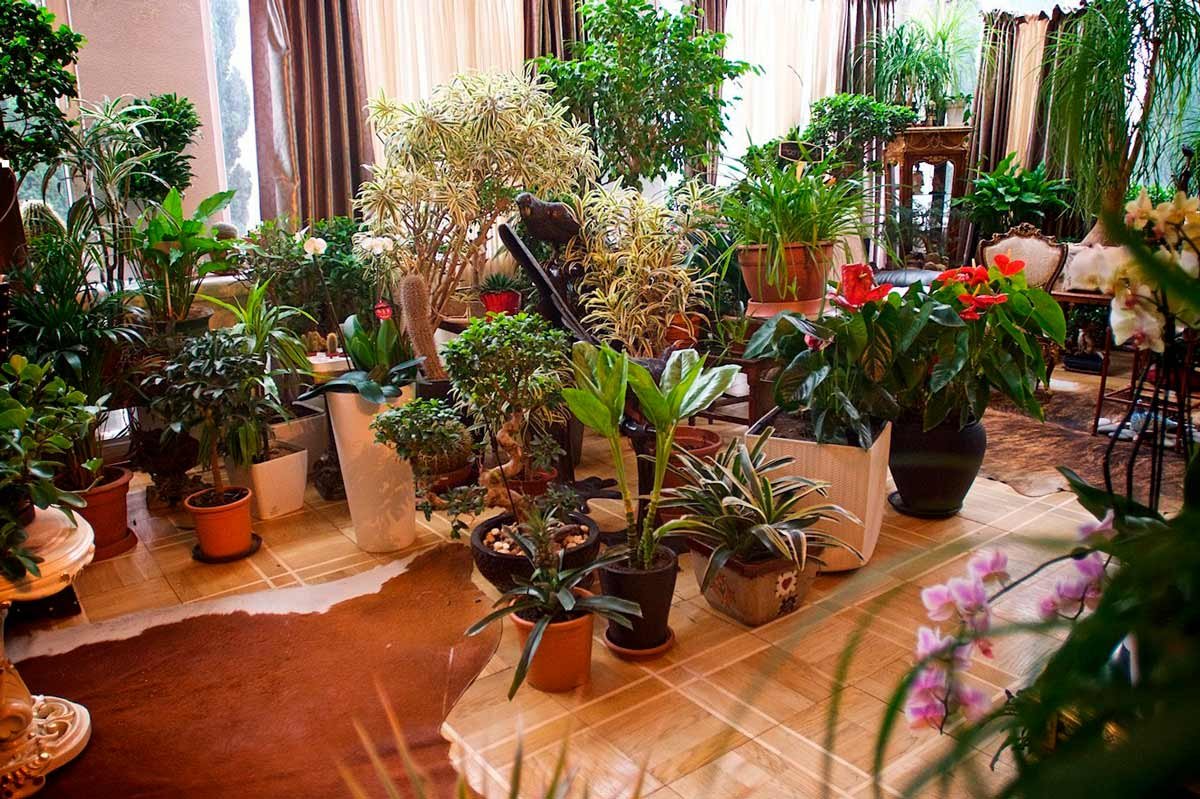 10 Комнатных растений которые должны быть в каждом доме