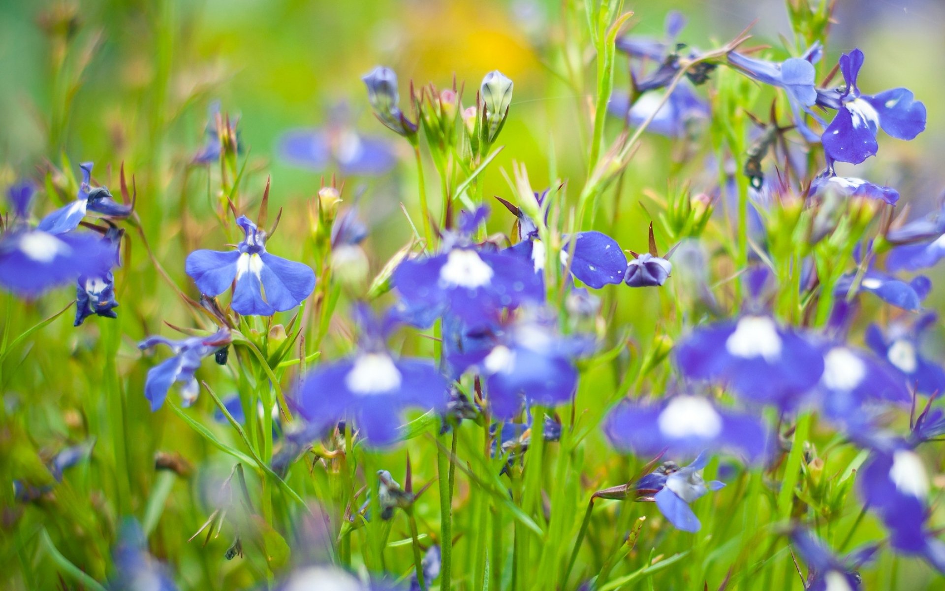 Синий цветок на лугу. Луговые цветы. Голубые полевые цветы. Поле с голубыми цветами. Полевые цветы Урала.