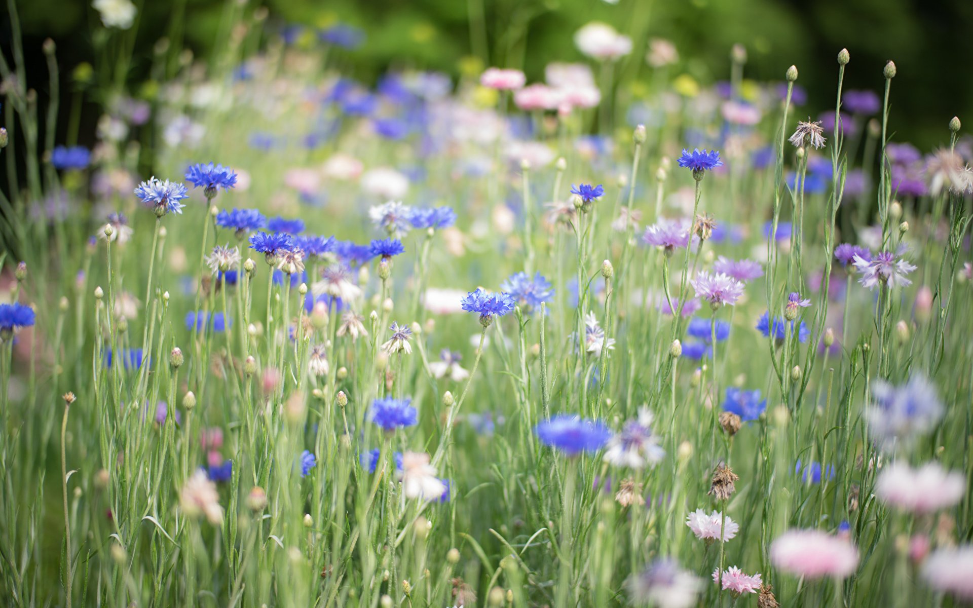 Синий цветок на лугу. Василек цветы. Кашка Ромашка Мак Василек. Голубые полевые цветы. Синие полевые цветы.