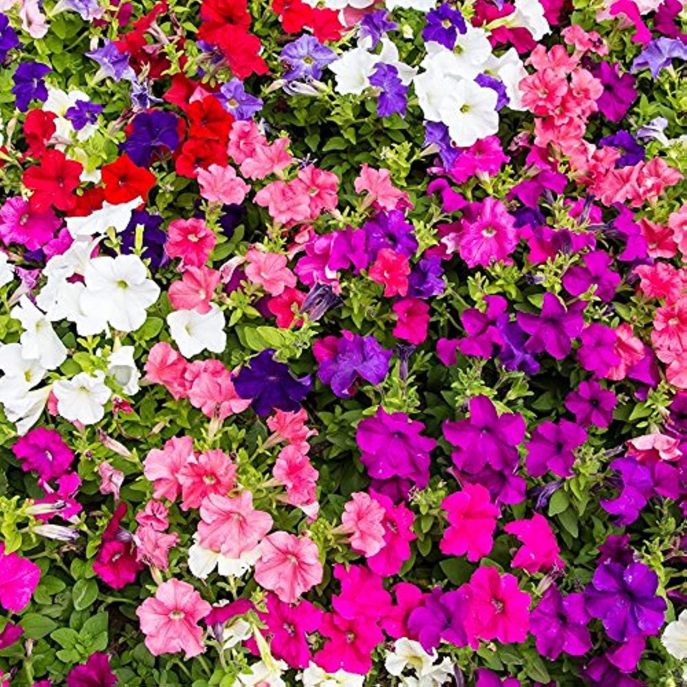 Петуния Садовая - Petunia 'Hybrids'
