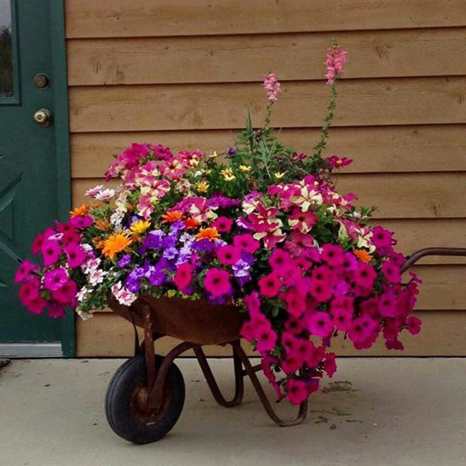 Ампельная роза