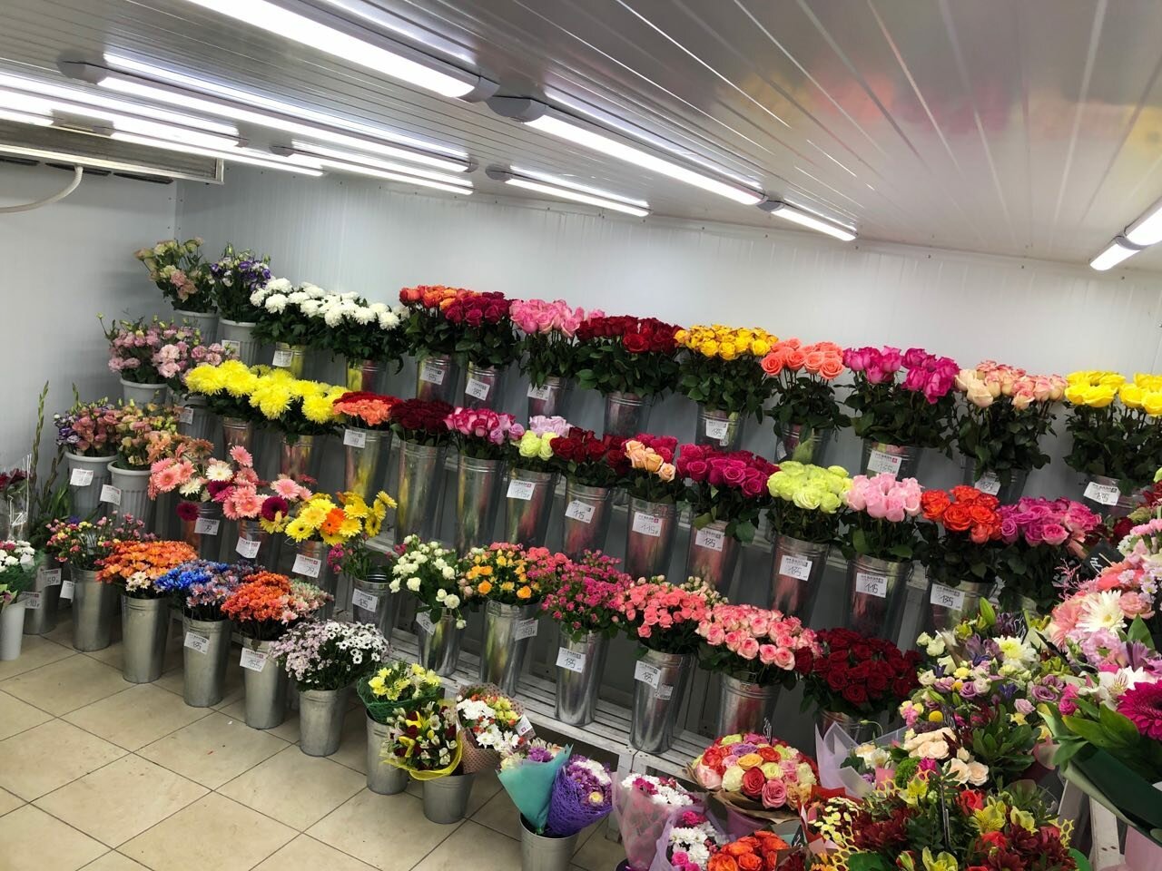 База цветов 24 тюльпан