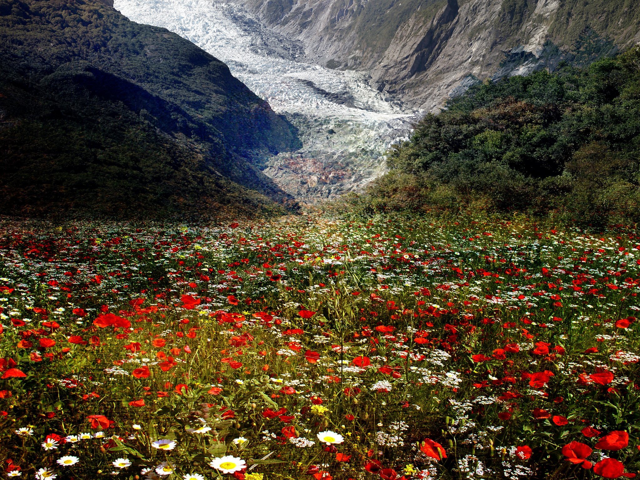 Flowers valley. Маковые поля Швейцария. Маки в Грузии. Альпийские Луга Грузия. Маковые поля в Грузии.