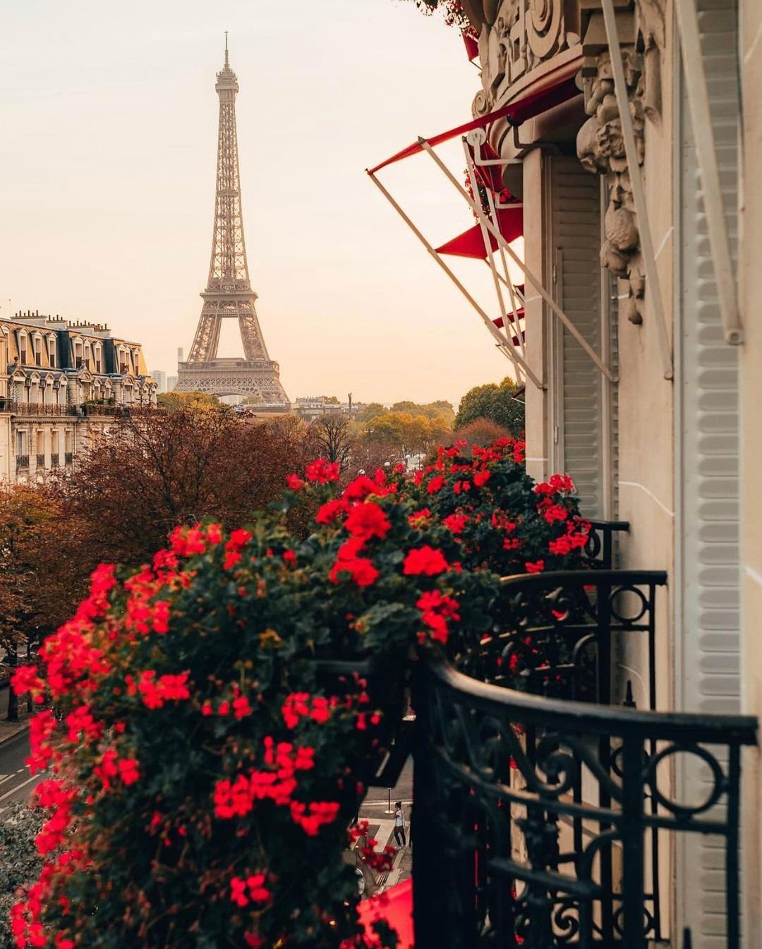 Роза Вечерний Париж