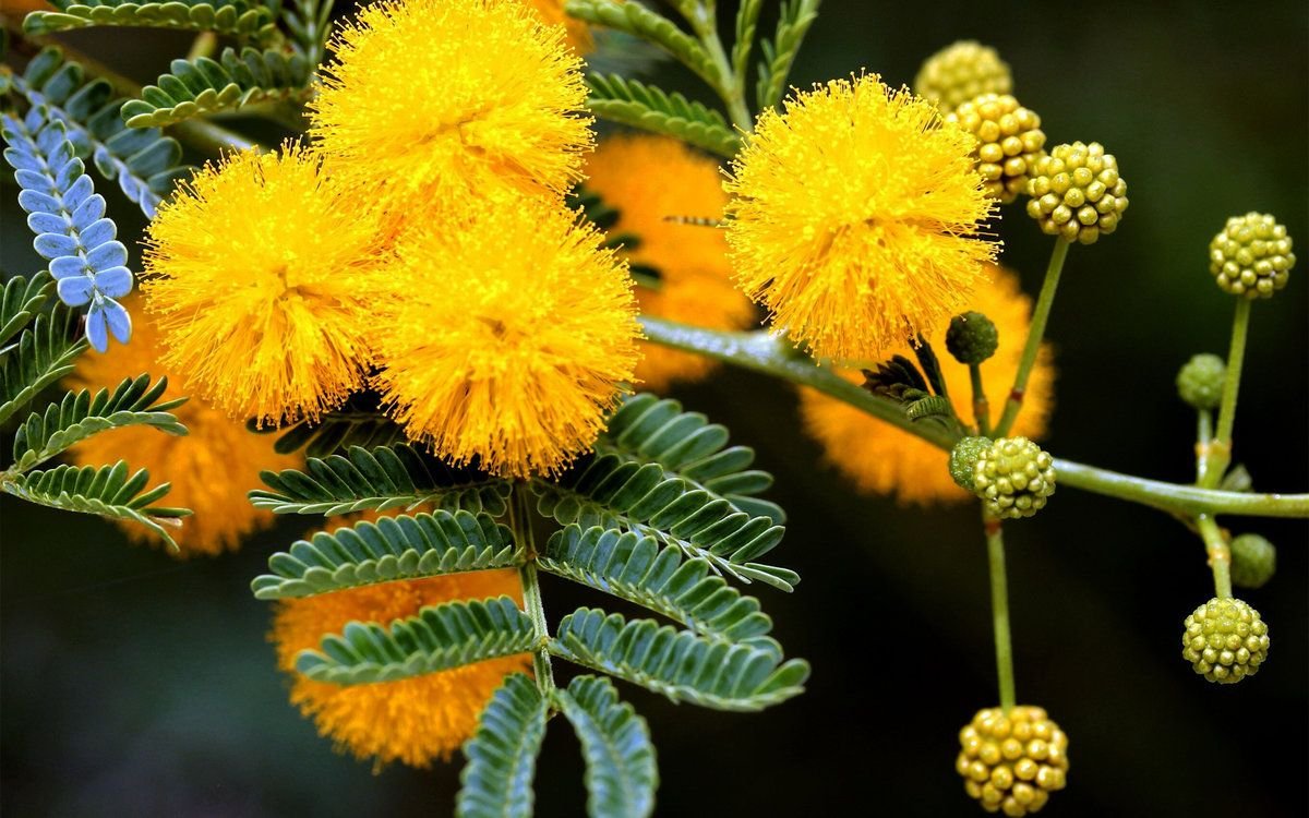 Цветы желтые шарики