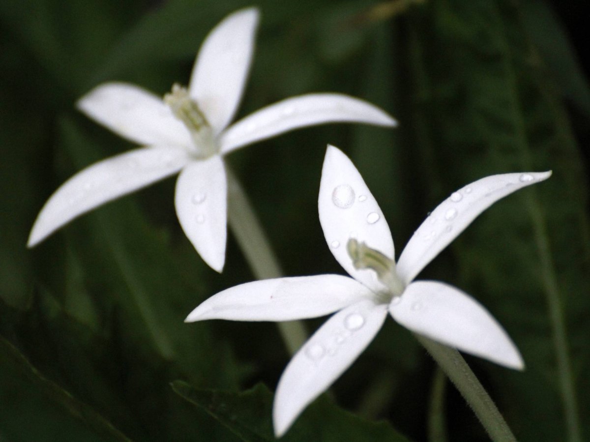 Цветы с белыми лепестками