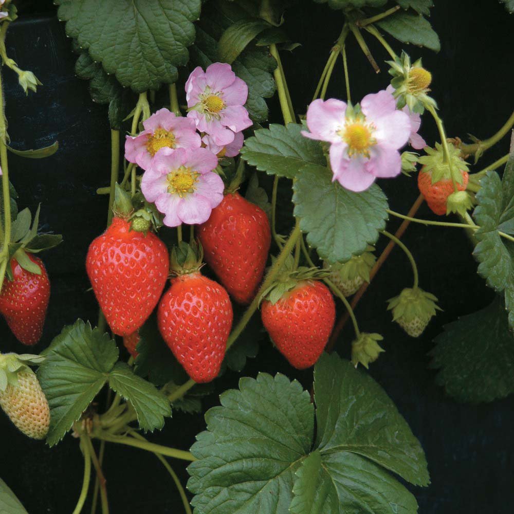 Декоративная земляника (Fragaria)
