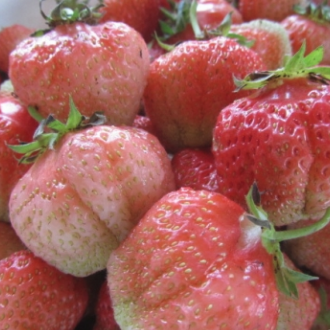Розовая клубника