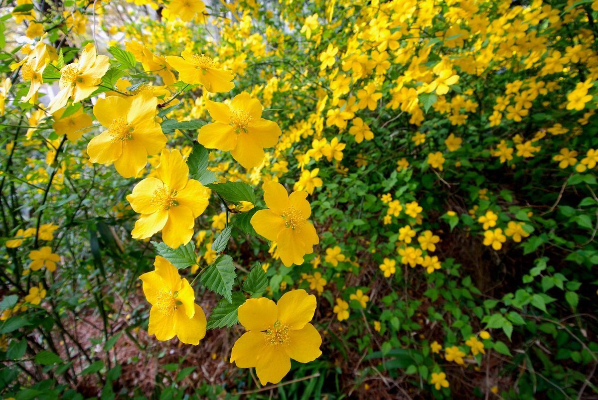 Цветущие желтыми цветами кустарники