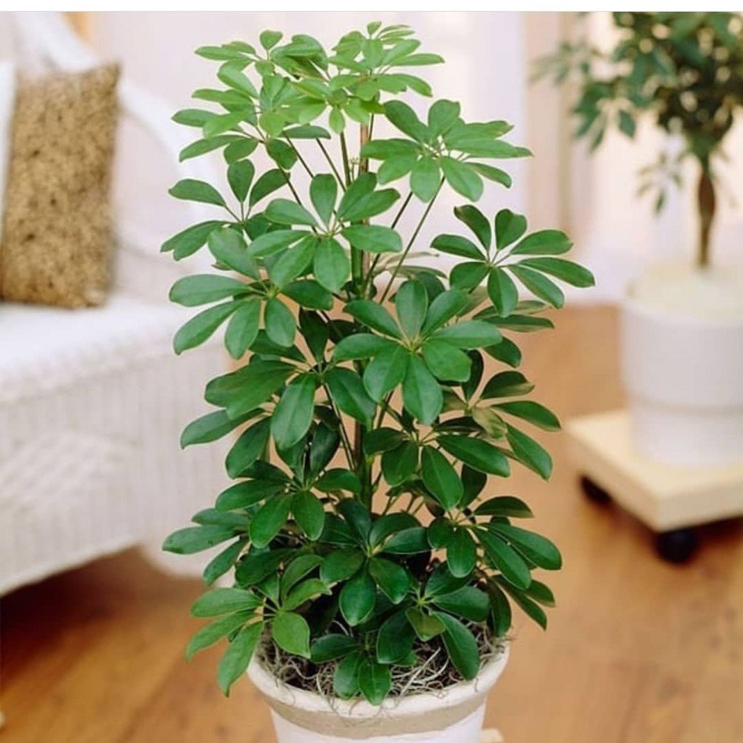 Schefflera arboricola цветок