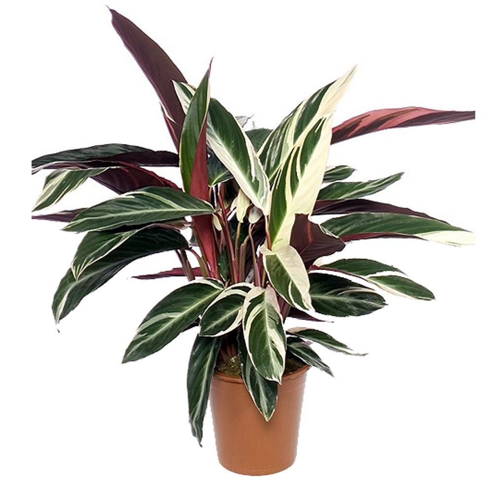 Монстера Делициоза (Monstera deliciosa)