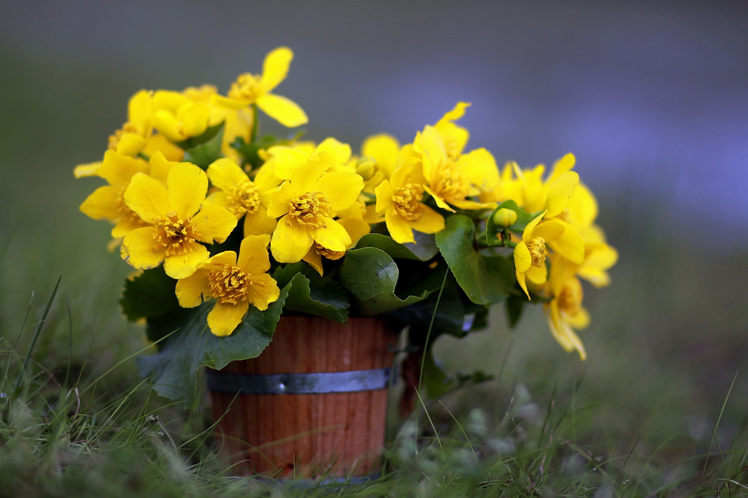 1 мая трава. Лютик калужница. Весенние цветы калужница. Жёлтый цветок калужница Луговая. Букет калужницы.